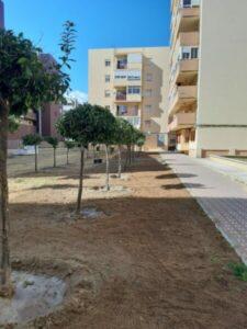 Trasplante de naranjos