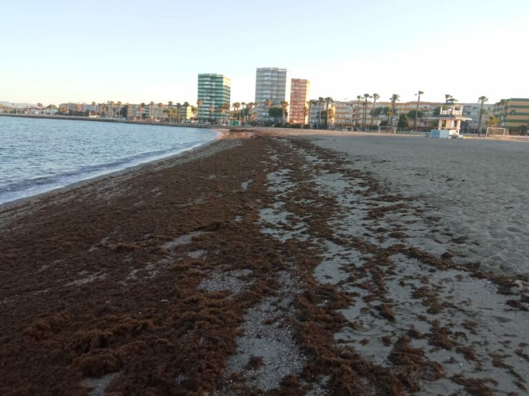 #LALÍNEA Operarios de Playas acometen la limpieza de Poniente ante una nueva acumulación de algas