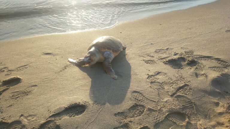Playas confirma la aparición de nuevos ejemplares de tortugas en el litoral de levante